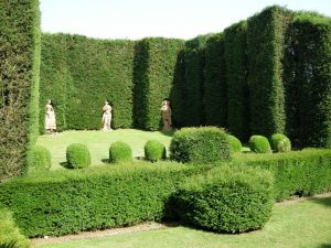 Evergreen Hedges Featured