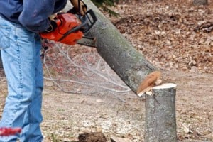 cut down tree with chainsaw