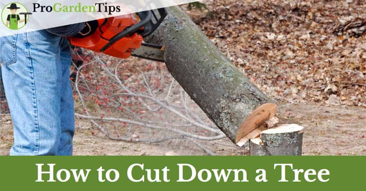 How to cut down a tree with a chainsaw safely 9 Things Everyone Should Know About Chainsawing