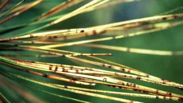 Dothistroma needle blight pine disease