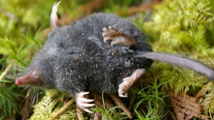 american shrew mole killed