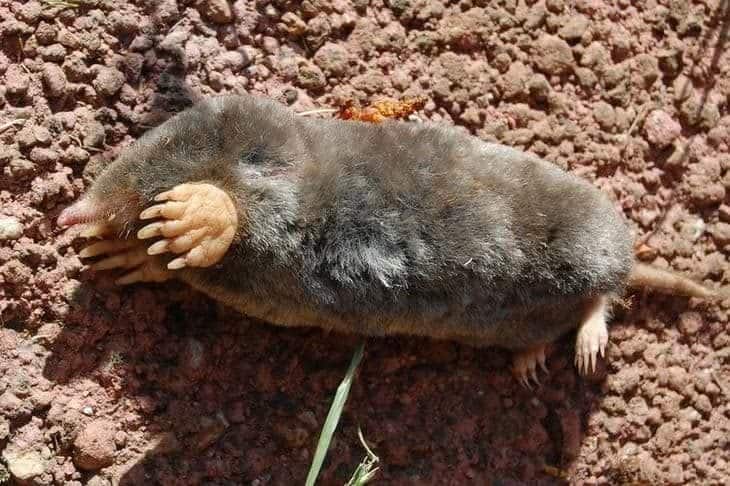 Broad footed mole