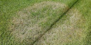 brown patch lawn disease picture