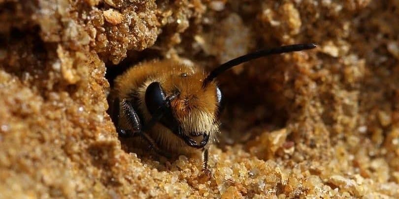 ground nesting bee emerging from nest