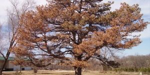 austrian pine turned brown due to wilt pine disease