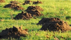 How to Get Rid of Moles in Your Lawn