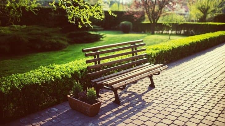 low privet hedge and bench
