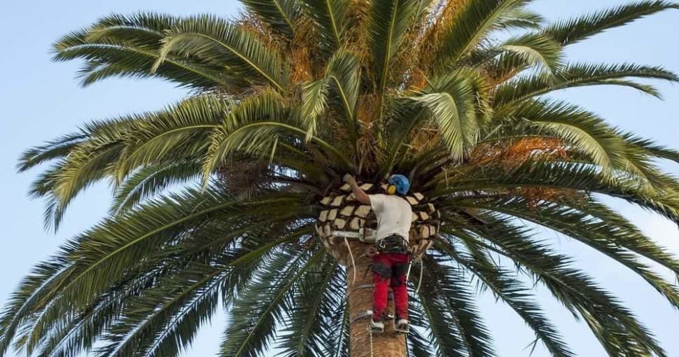 how to prune a palm tree