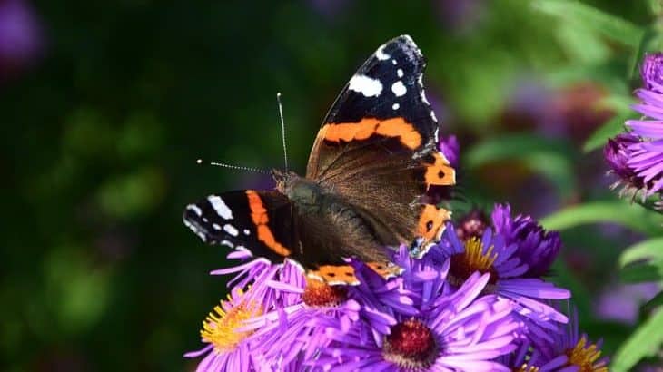 top plants to attract butterflies featured image
