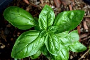 basil - insect repelling plants