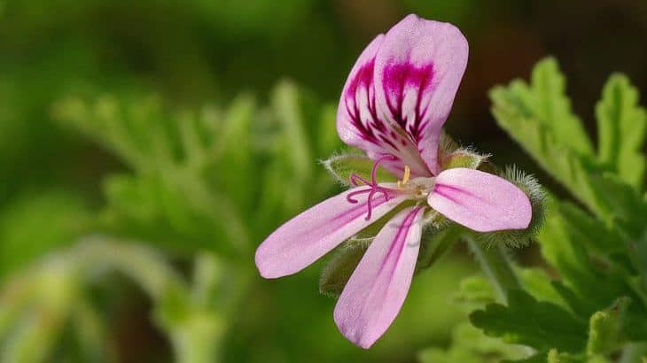 scented geranium - insect repelling plants