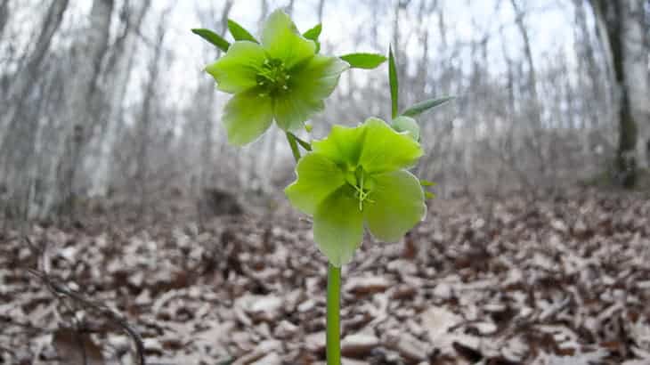 hellebores in forest