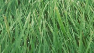 types of lawn turf grass