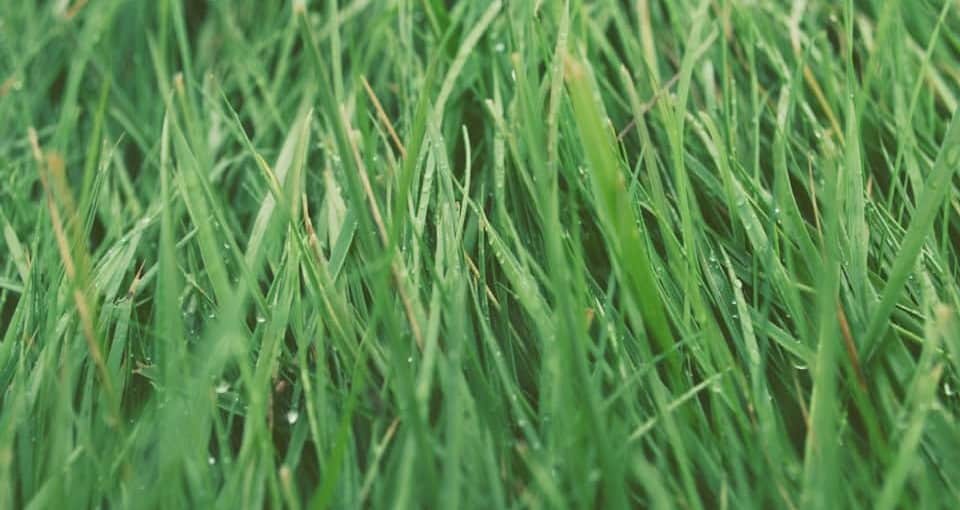 types of lawn turf grass