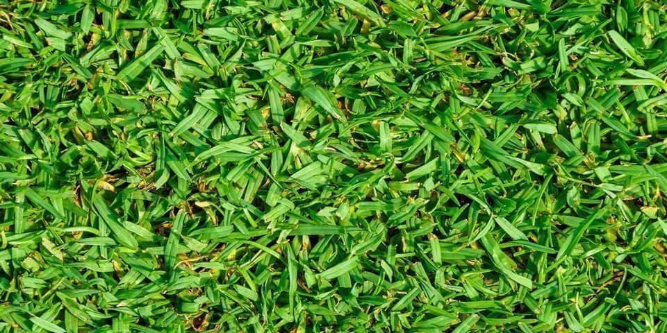 Kikuyu grass - Pennisetum clandestinum