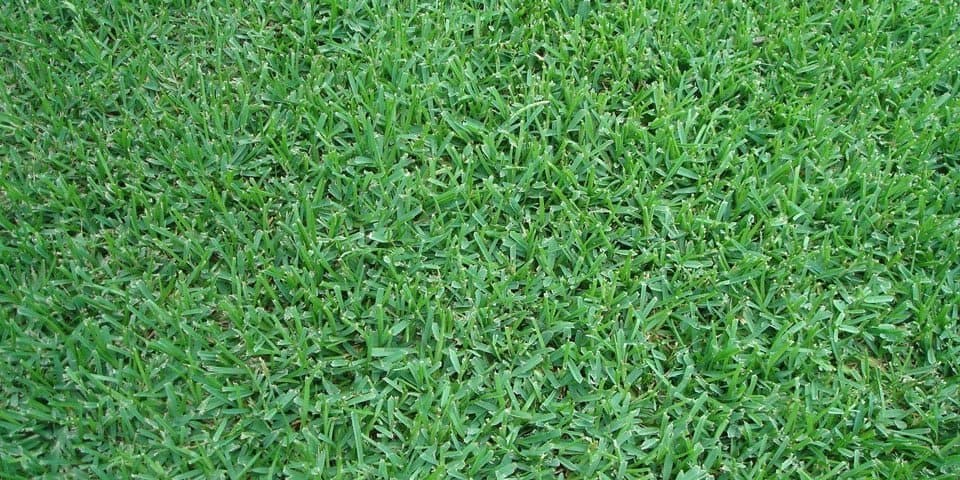st augustine grass - Stenotaphrum secundatum