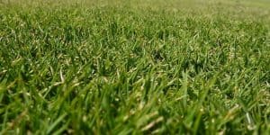 Zoysia grass vs other types