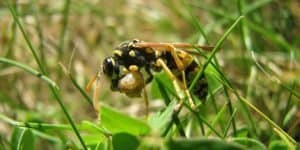 wasp eating caterpillar