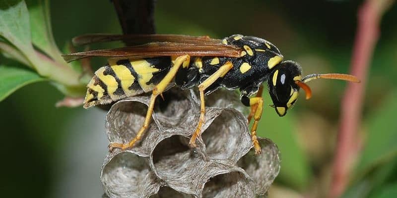 Paper wasp facts
