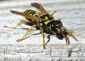 yellow jacket wasp facts