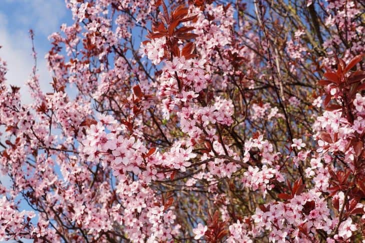 Cherry-Plum-Tree