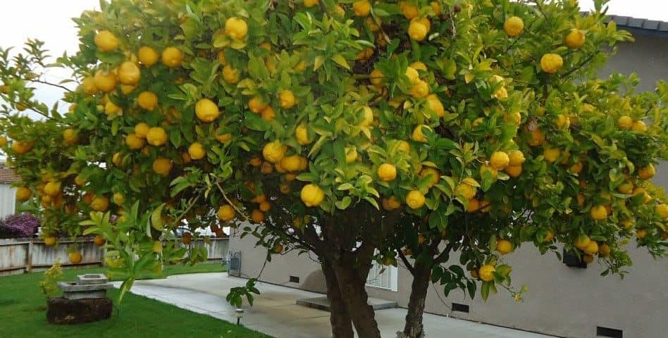 Lemon Tree in Santa Clara California cropped