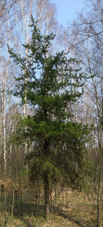 Jack-Pine-Tree-Pinus-banksiana