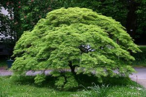 Japanese-maple-Acer-palmatum
