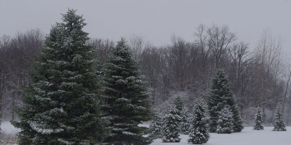 Ohio-Pine-Trees-in-the-snow