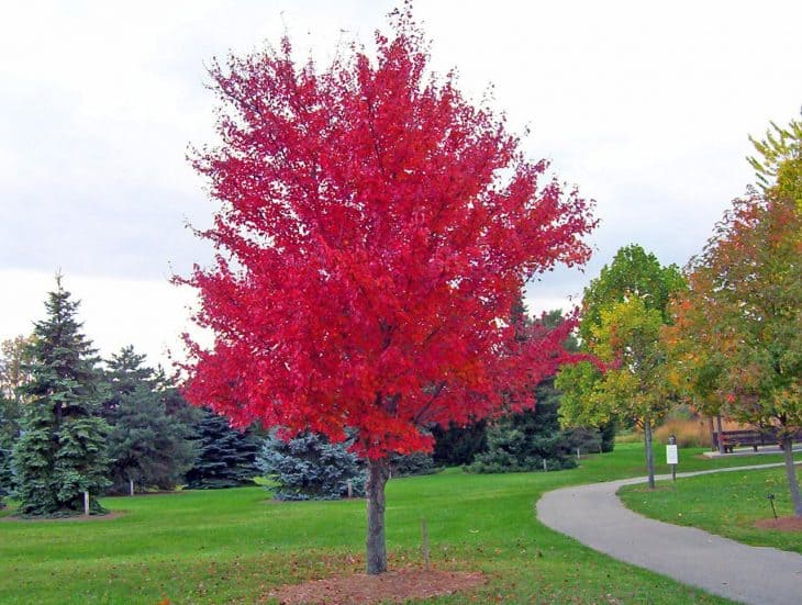 Red-Maple-Acer-Rubrum