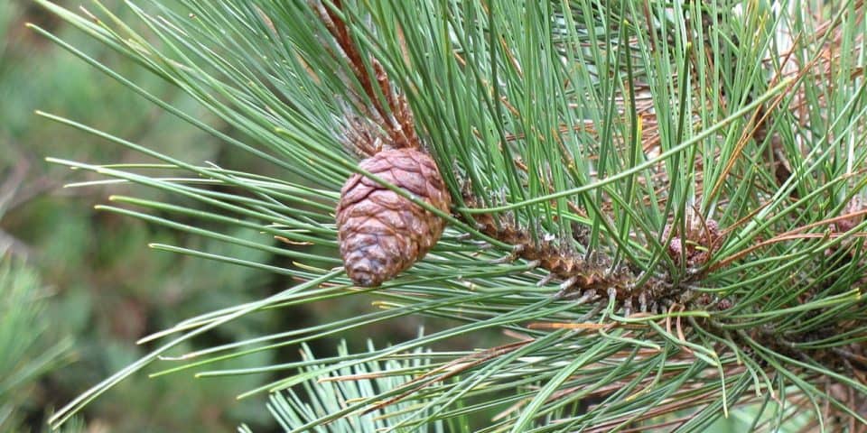 Red-Norway-Pine-Pinus-resinosa