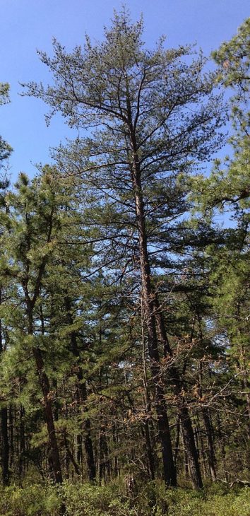 Virginia-Pine-Trees