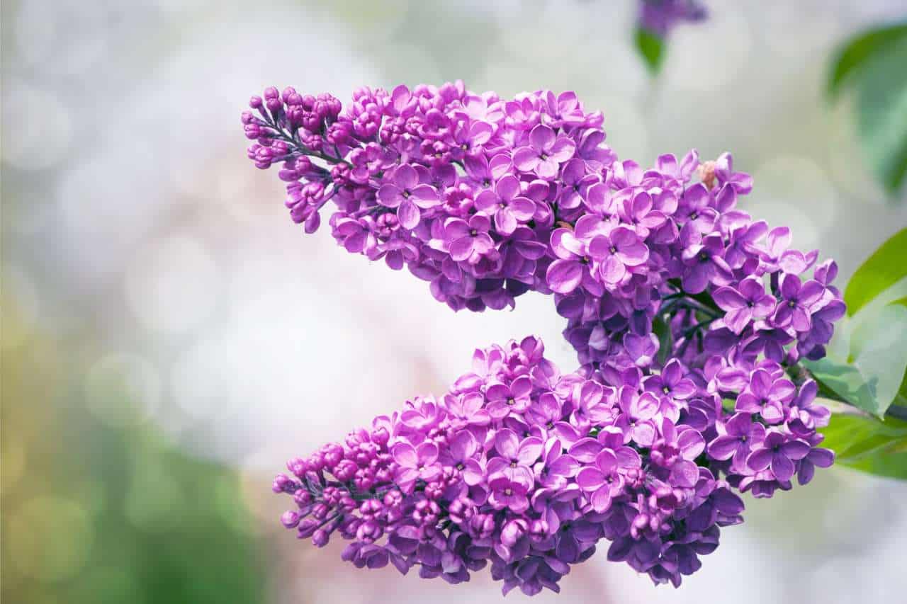 14 Beautiful Purple Flowering Trees in Spring