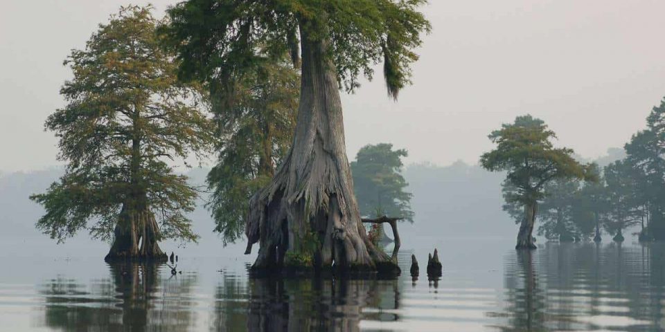 Bald-cypress-trees-Lake-Drummond-at-Great-Dismal-Swamp-National-Wildlife-Refuge-in-Virginia