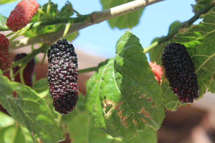 types-of-mulberry-trees