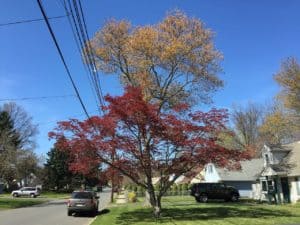 A Japanese Maple foreground and Red Maple background during spring along Terrace Boulevard in Ewing New Jersey