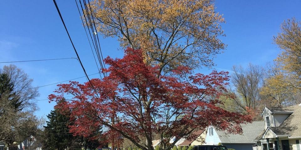 A Japanese Maple foreground and Red Maple background during spring along Terrace Boulevard in Ewing New Jersey