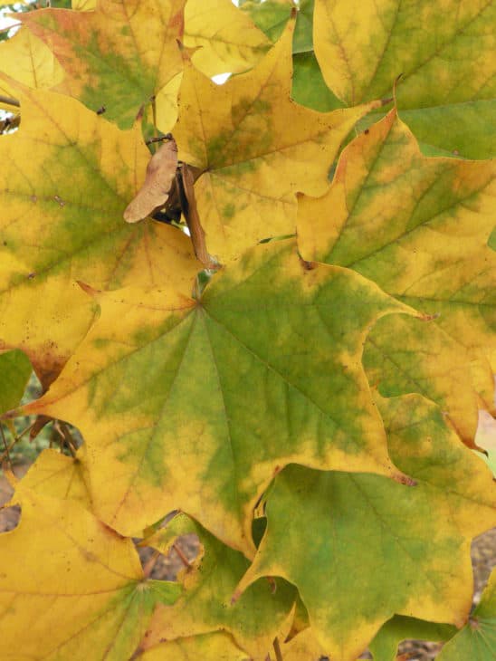 Acer Pictum Autumn Leaves