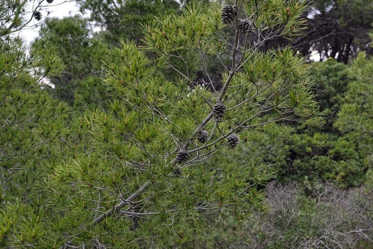 Aleppo Pine Pinus Halepensis branch