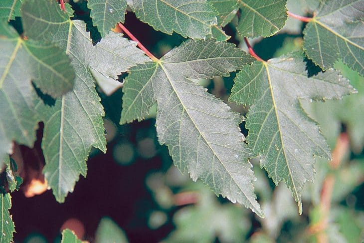 Amur maple acer ginnala leaves