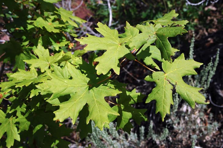 Bigtooth Maple Leaves Acer Grandidentatum