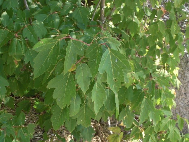 Box Elder Maple acer negundo summer leaves