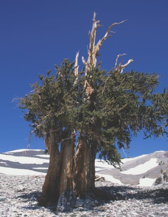 Bristlecone Pine Pinus Longaeva