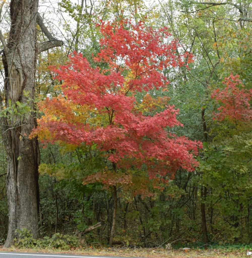 maple tree maple tree