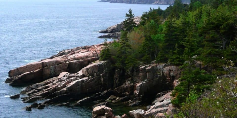 Coastal Pine trees in Massachusetts