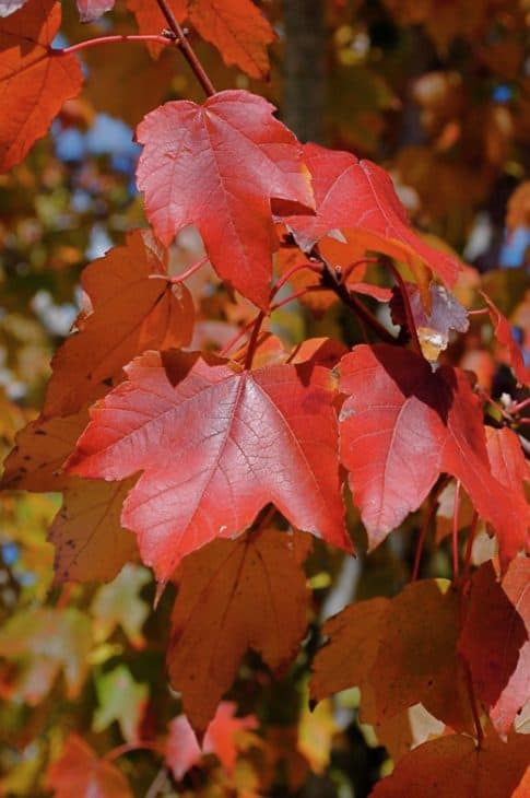 Drummond Red Maple (Acer Rubrum Var. Drummondii) Leaves