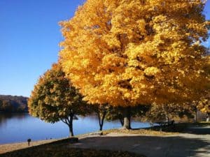 Fall colors of Maple trees at Lake MacBride in Iowa
