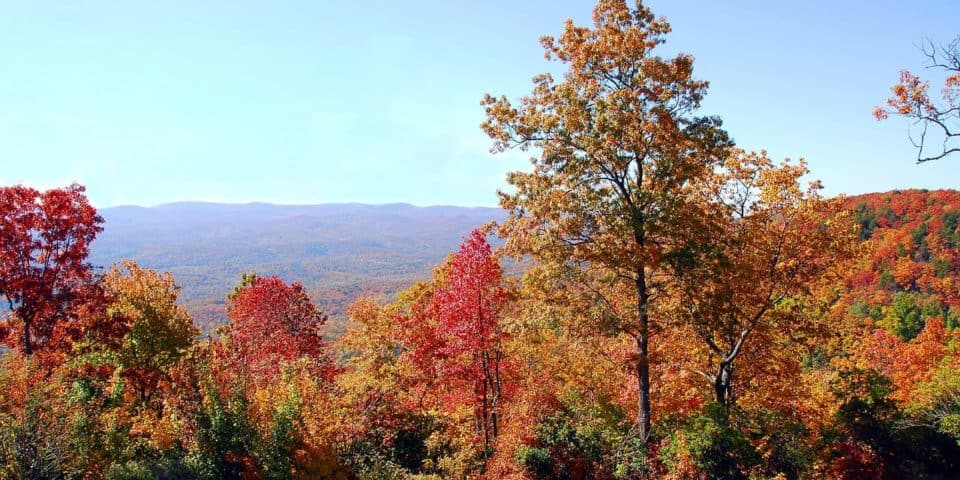 Fall colors on Maple trees in Northern Georgia