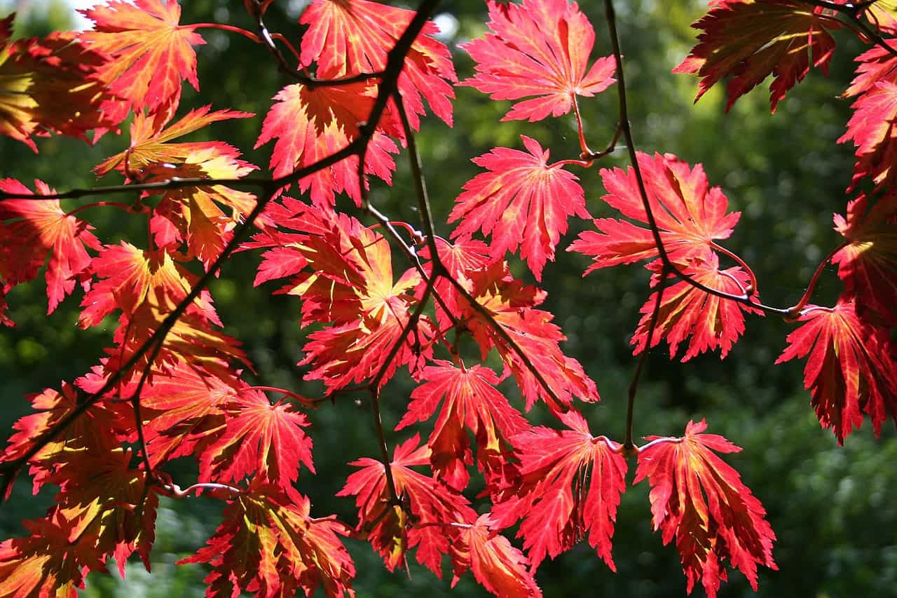 42 Common Types of maple trees Growing in the USA (photos) - ProGardenTips