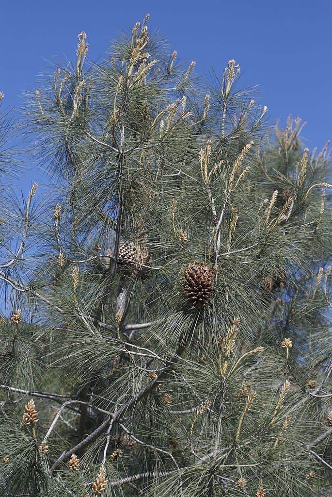 Gray Pine Pinus Sabiniana
